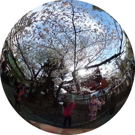 浅草神社 桜